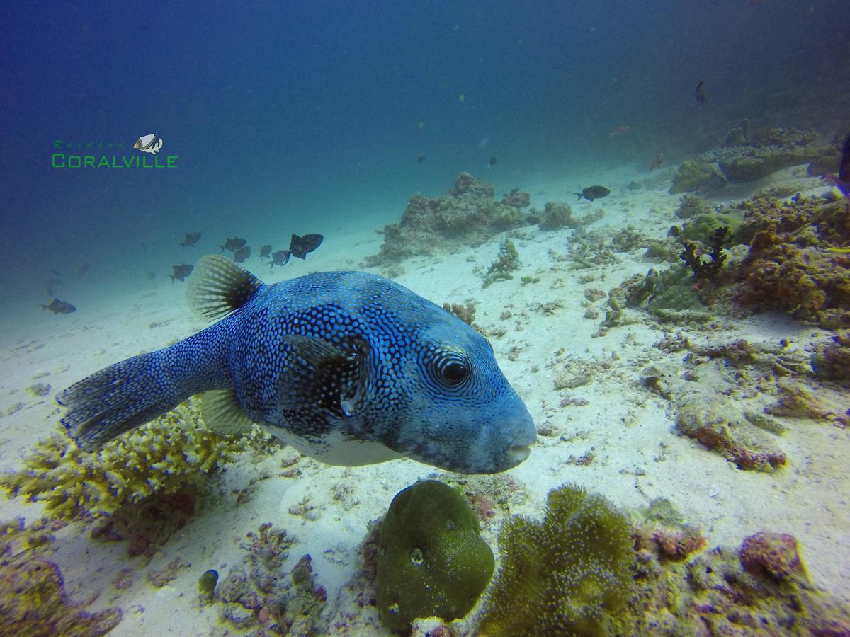 Rasdhoo Coralville Esterno foto
